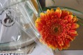 IMG_8161-vorschaubild