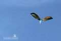 IMG_8900-b