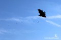 IMG_8982-b