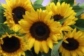 IMG_7859-b