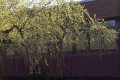 IMG_2033-b