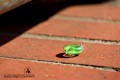 IMG_5286-b