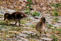 IMG_4846-b