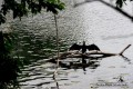 IMG_4939-b