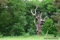 IMG_4940-b