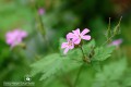IMG_4971-b