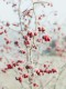 Vertical selective focus shot of pink peppercorn berries covered with snow on blurred background